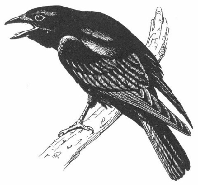 Common Crow.jpg