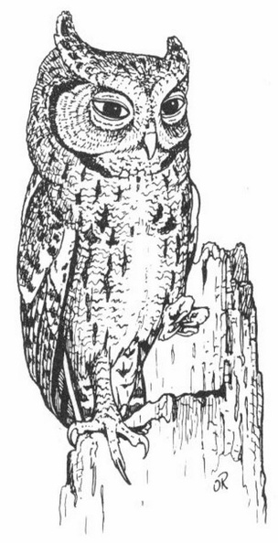 Screech Owl.jpg