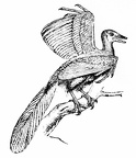 The Archæopteryx