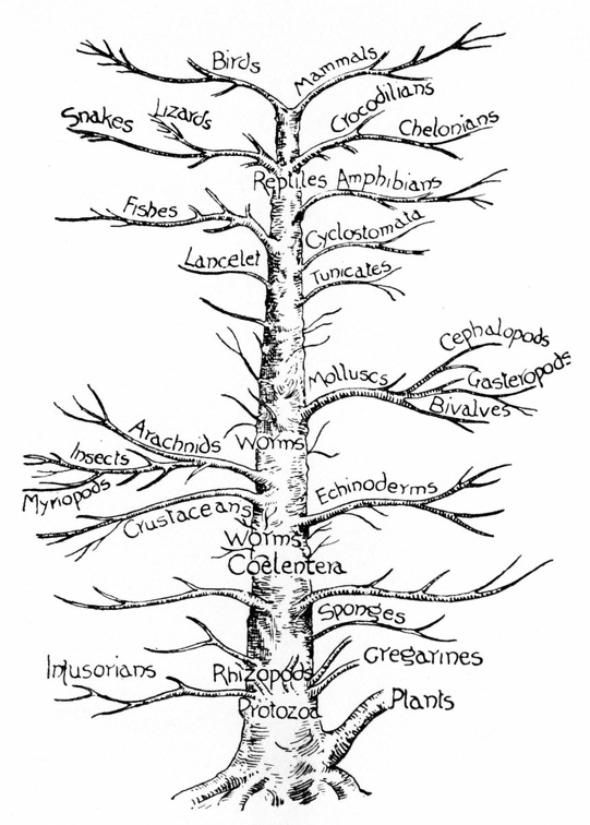 Genealogical tree of animals.jpg