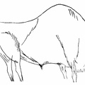 A Grazing Bison, Delicately and Carefully Drawn, Engraved on a Wall of the Altamira Cave, Northern Spain
