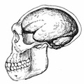 The Skull and Brain-Case of Pithecanthropus