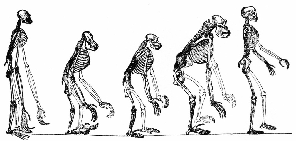 Skeletons of the Gibbon, Orang, Chimpanzee, Gorilla, Man