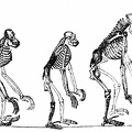 Skeletons of the Gibbon, Orang, Chimpanzee, Gorilla, Man