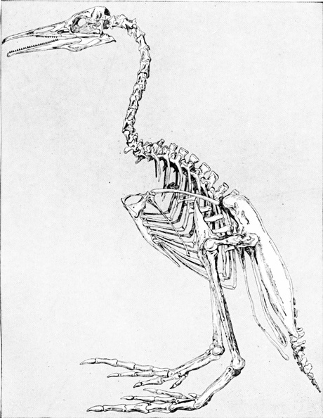 Skeleton of an Extinct Flightless Toothed Bird, Hesperornis.jpg