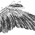 Wing of a Bird, Showing the Arrangement of the Feathers
