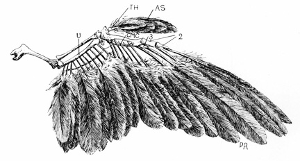 Wing of a Bird, Showing the Arrangement of the Feathers
