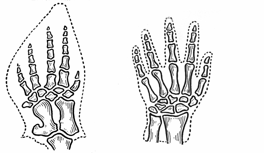 The Flipper of a Whale compared to the hand of man