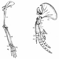 Fore-limb of Monkey compared to fore-limb of Whale
