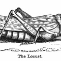 The Locust.jpg