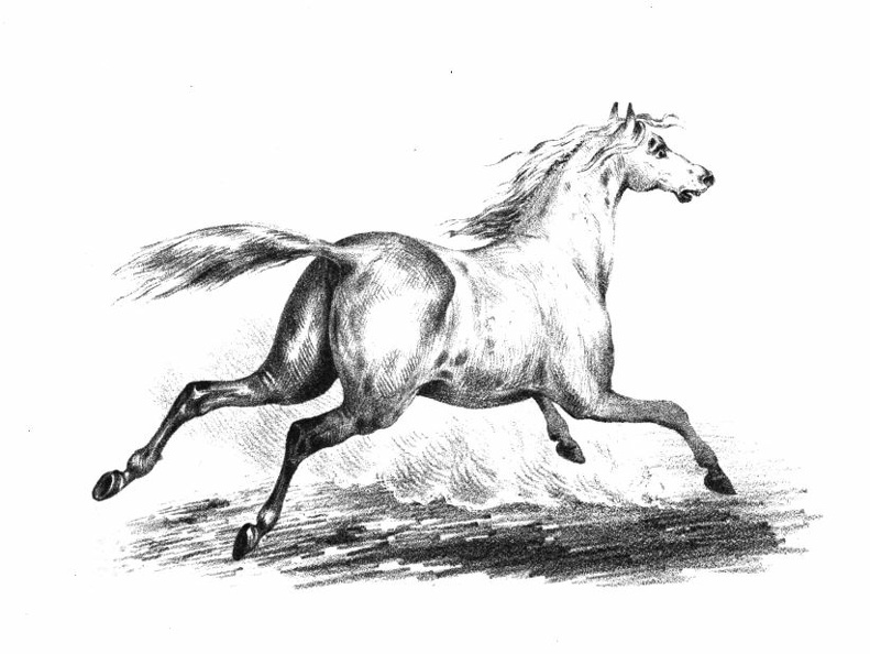 Galloping Horse.jpg