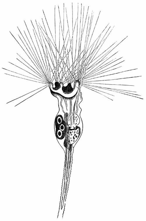 Elegant Flower Polyp ( Floscularia ornata ), at 200-fold enlargement.