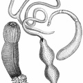 Bridgeworms - a) Bonellia viridis. B) Phascolosoma vulgare. C) Priapulus caudatus