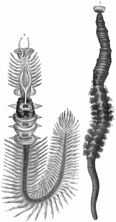 1) Sea-pier ( Arenicola piscatorum ) .— 2) Parchmental Bristleworm ( Chaetopterus pergamentaceus )..jpg