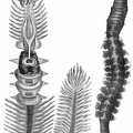 1) Sea-pier ( Arenicola piscatorum ) .— 2) Parchmental Bristleworm ( Chaetopterus pergamentaceus ).