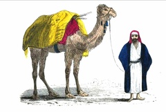 Loaded-up Camel