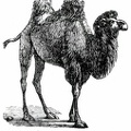 Bactrian Camel.jpg