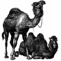 Dromedary (standing) and Bactrian Camels.jpg