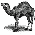Dromedary Camel.jpg