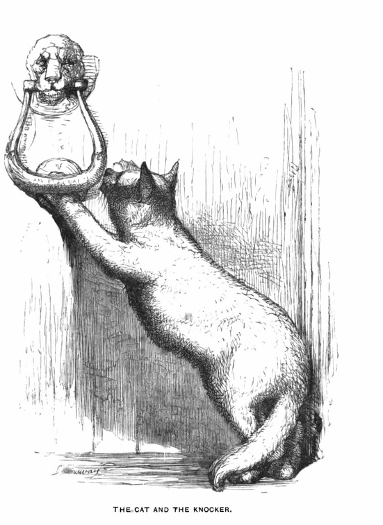 The Cat and the Knocker.jpg