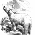 The Polar bear and her cubs