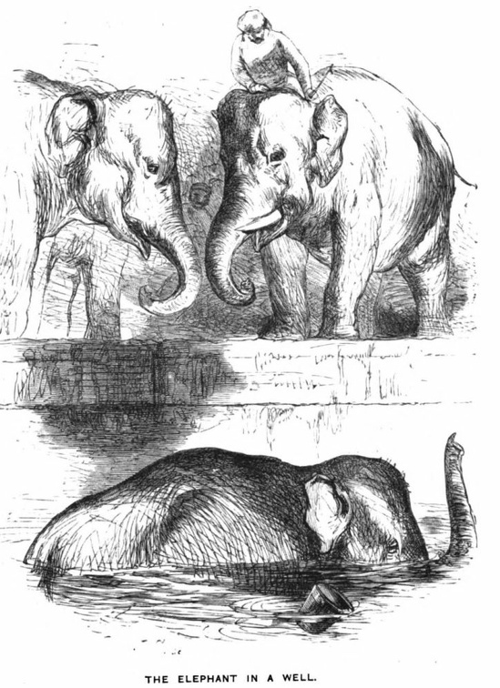 The Elephant in a Well.jpg