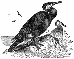 The Cormorant, the Fishing Bird of China