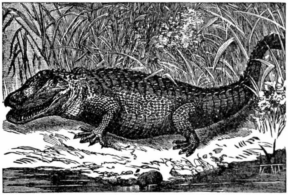 The Savage Florida Alligator.jpg