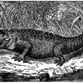 The Savage Florida Alligator