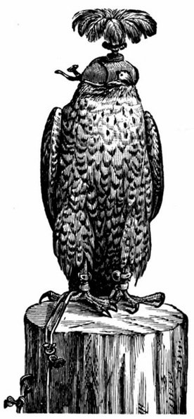 A Hooded Peregrine Falcon. Its eyes are covered by the hood until the game is in sight.jpg