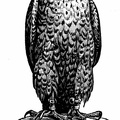 A Hooded Peregrine Falcon. Its eyes are covered by the hood until the game is in sight