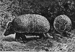 The Three-banded Armadillo. An Animal in a Coat of Mail