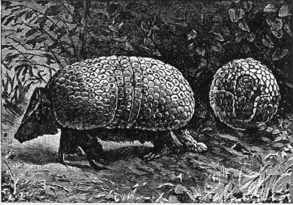 The Three-banded Armadillo. An Animal in a Coat of Mail.jpg