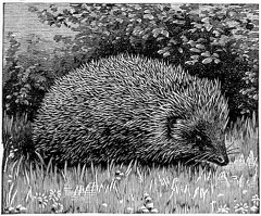 The Common Hedgehog with his Battery of Spines