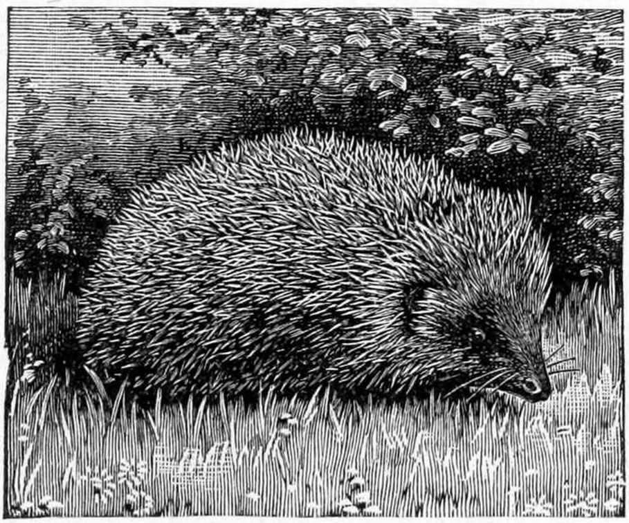 The Common Hedgehog with his Battery of Spines.jpg