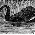 The Black Swan of Australia