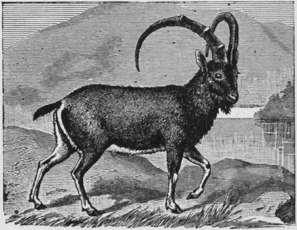 The Alpine Ibex. Note the Curiously Knobbed Horns