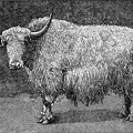 The White Yak of the Asiatic Mountains