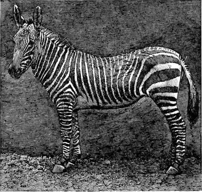 The Striped Zebra of Africa.jpg