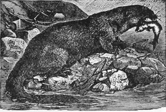 The Otter, One of Nature's Fishers