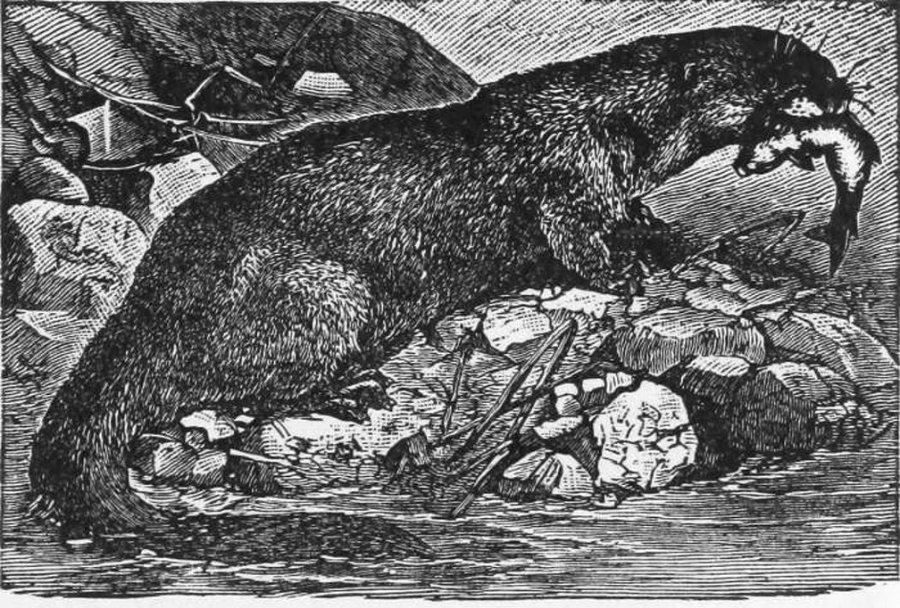 The Otter, One of Nature's Fishers.jpg