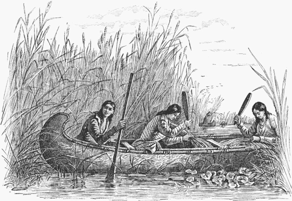 Ojibwa Women Gathering Wild Rice