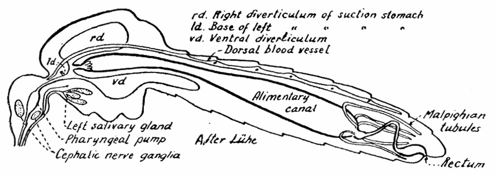 Diagram of a longitudinal section of a mosquito.jpg
