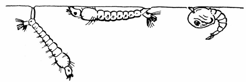 (a) Normal position of the larvæ of Culex and Anopheles in the water. Culex, left; Anopheles, middle; Culex pupa, right hand figure.jpg
