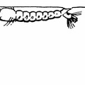  Normal position of the larvæ of Culex and Anopheles in the water