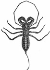 A whip-scorpion