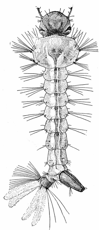Aëdes calopus; larva.jpg