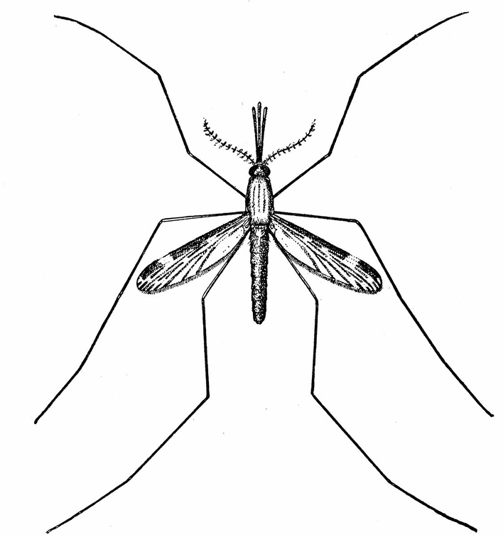 Anopheles punctipennis. Female.jpg