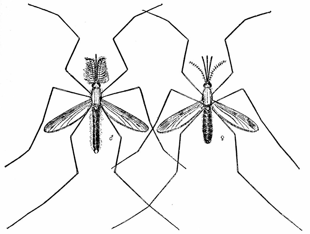 Anopheles quadrimaculatus, male and female.jpg