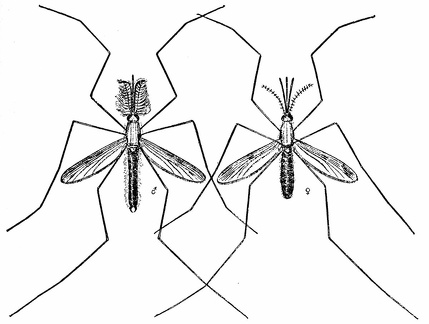 Anopheles quadrimaculatus mosquito